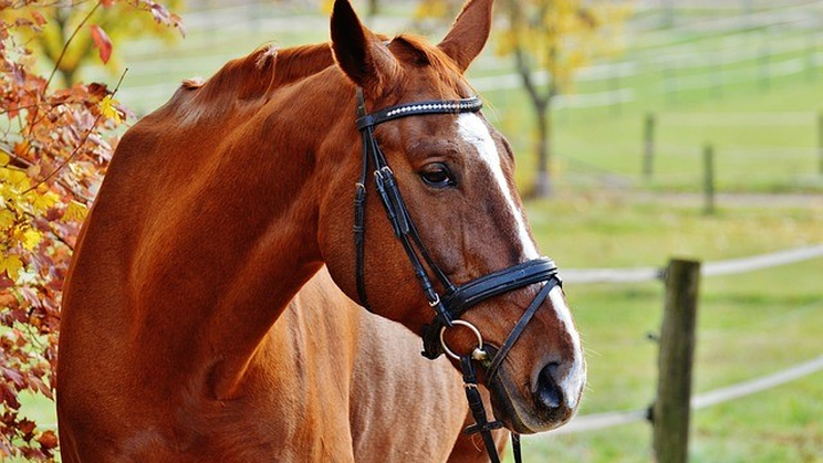 EQUITATION : TIR A L'ARC A CHEVAL - (11/17 ans)