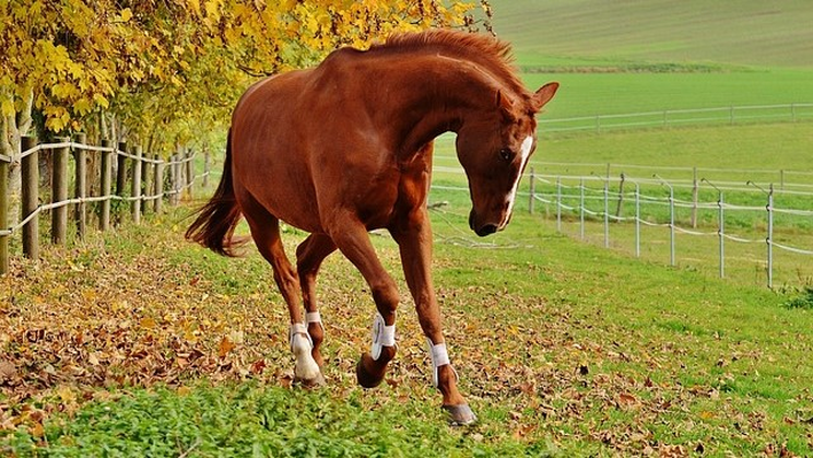EQUITATION : SENSATION MONTE A CRU - (11/17 ans)